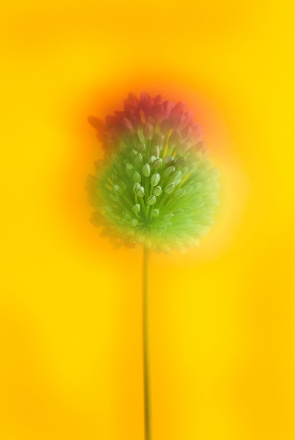 Bild einer Blume